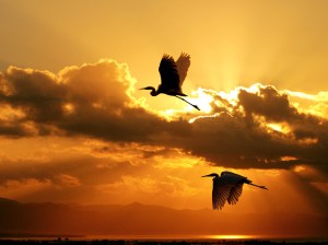 Flying_Cranes_Wallpaper_olx3
