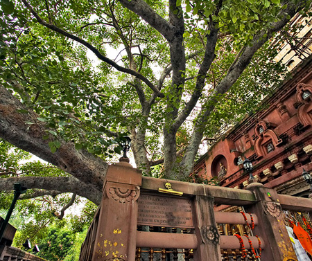 Decendant of the original Bodhi tree