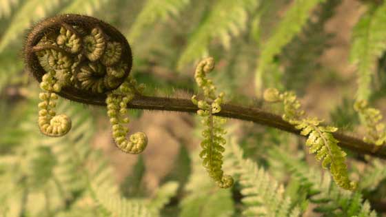 New Years Teaching and Mini retreat with Tarchin Hearn, at Orgyen&nbsp;Hermitage