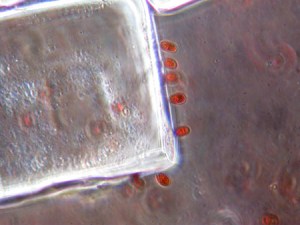 L Grassmere-(Dunaliella salina)-8182_2-2-Apr 19-06