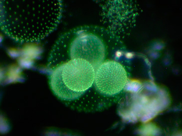 Frankton-Arm-Lake-W-Volvox-sp-7365-2-web